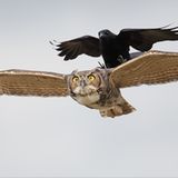 Fotogalerie: Fotogalerie: Der Naturfotograf des Jahres 2010 - Bild 4