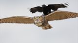 Fotogalerie: Fotogalerie: Der Naturfotograf des Jahres 2010 - Bild 4