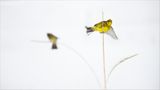 Fotogalerie: Fotogalerie: Der Naturfotograf des Jahres 2010 - Bild 5