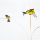 Fotogalerie: Fotogalerie: Der Naturfotograf des Jahres 2010 - Bild 5