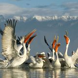 Fotogalerie: Fotogalerie: Der Naturfotograf des Jahres 2010 - Bild 7