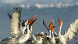 Fotogalerie: Fotogalerie: Der Naturfotograf des Jahres 2010 - Bild 7