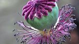 Mohnblüte