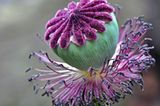 Mohnblüte