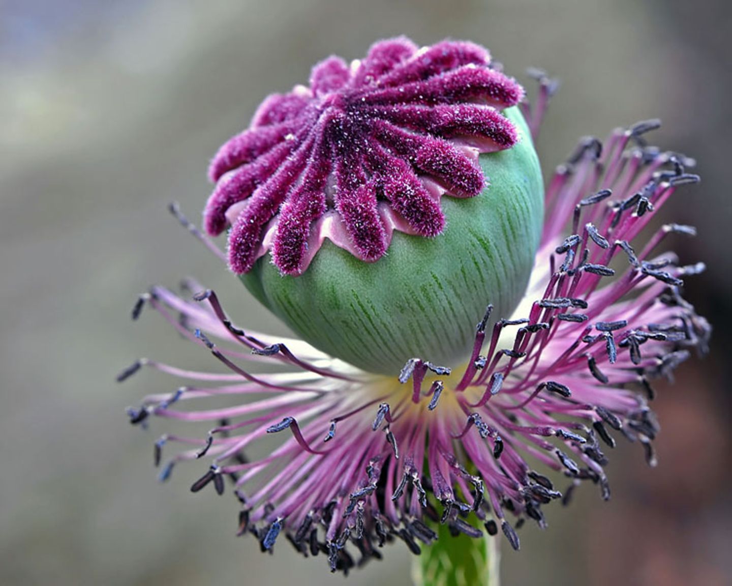 Mohnblüte