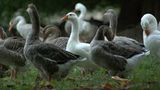 Gänse
