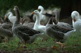 Gänse