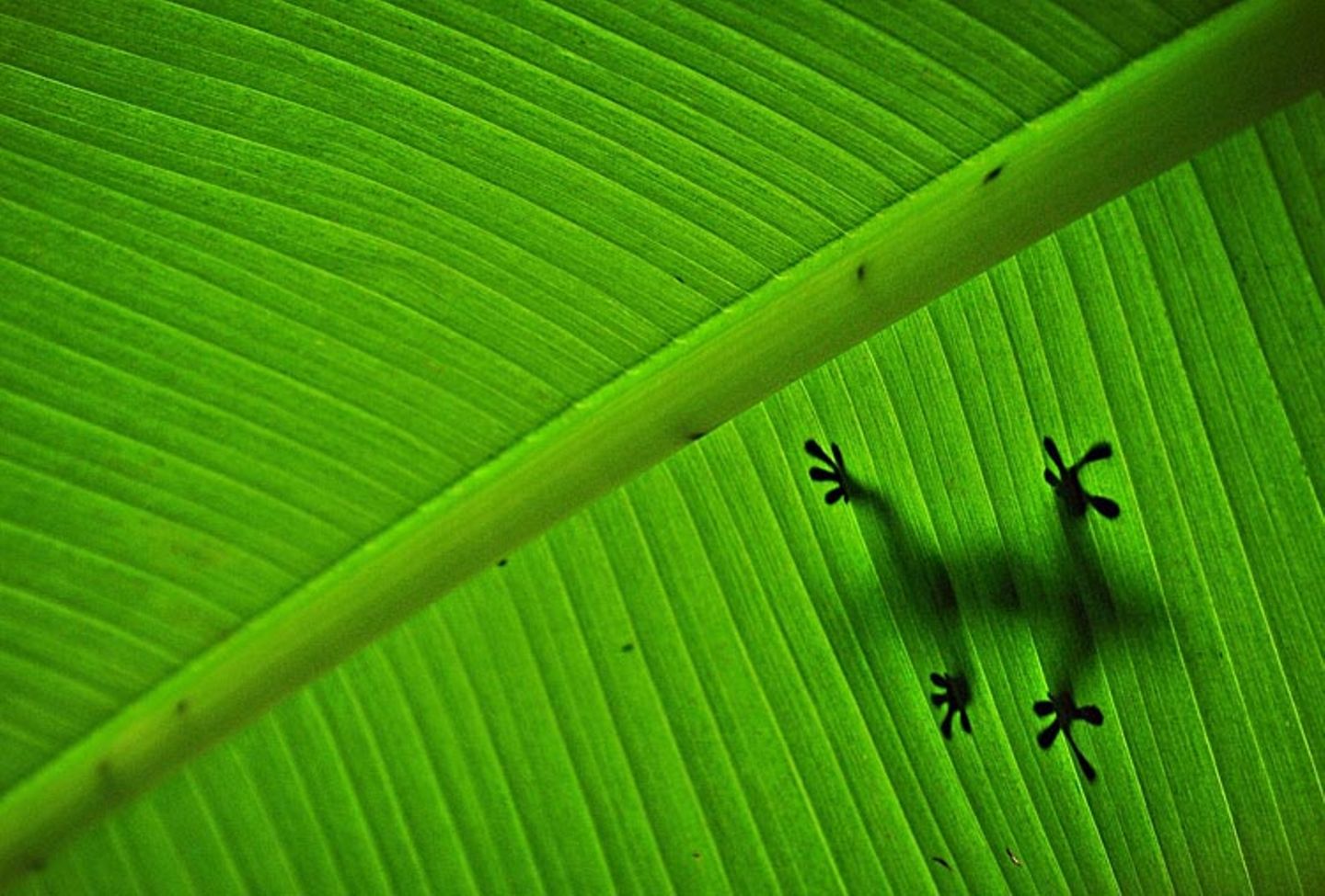 Gecko auf Bananenblatt