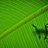 Gecko auf Bananenblatt