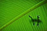Gecko auf Bananenblatt