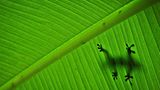 Gecko auf Bananenblatt