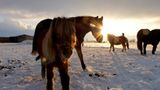 Pferde im Schnee