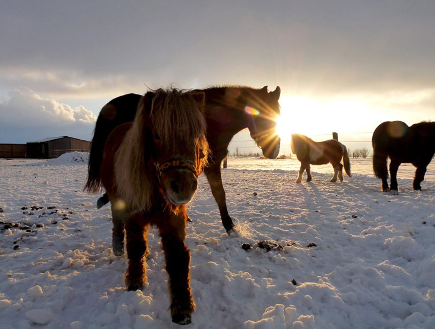 Pferde im Schnee