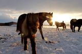 Pferde im Schnee