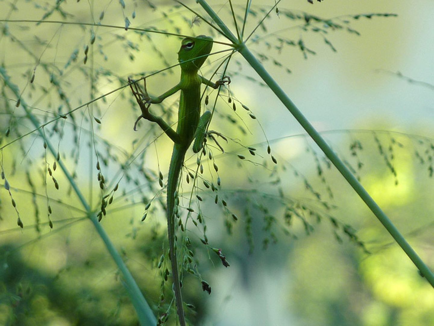 Echse, Sri Lanka