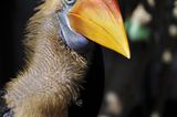 Nashornvogel, Sulawesi