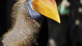 Nashornvogel, Sulawesi