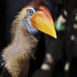 Nashornvogel, Sulawesi