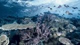 Great Barrier Reef