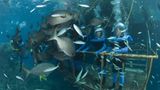 Great Barrier Reef