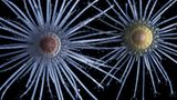 Great Barrier Reef