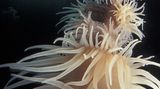 Great Barrier Reef