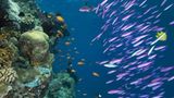 Great Barrier Reef