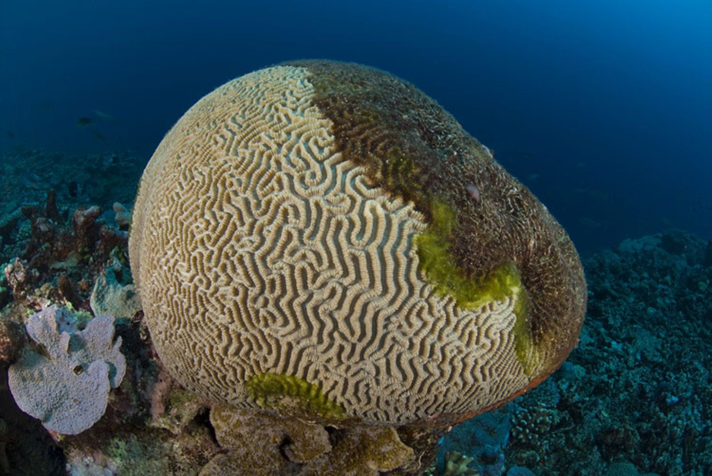 Great Barrier Reef Great Barrier Reef
