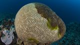 Great Barrier Reef