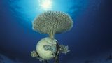 Great Barrier Reef