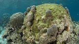 Great Barrier Reef