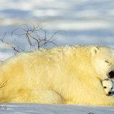 Fotostrecke Eisbären: Familienglück im Schnee