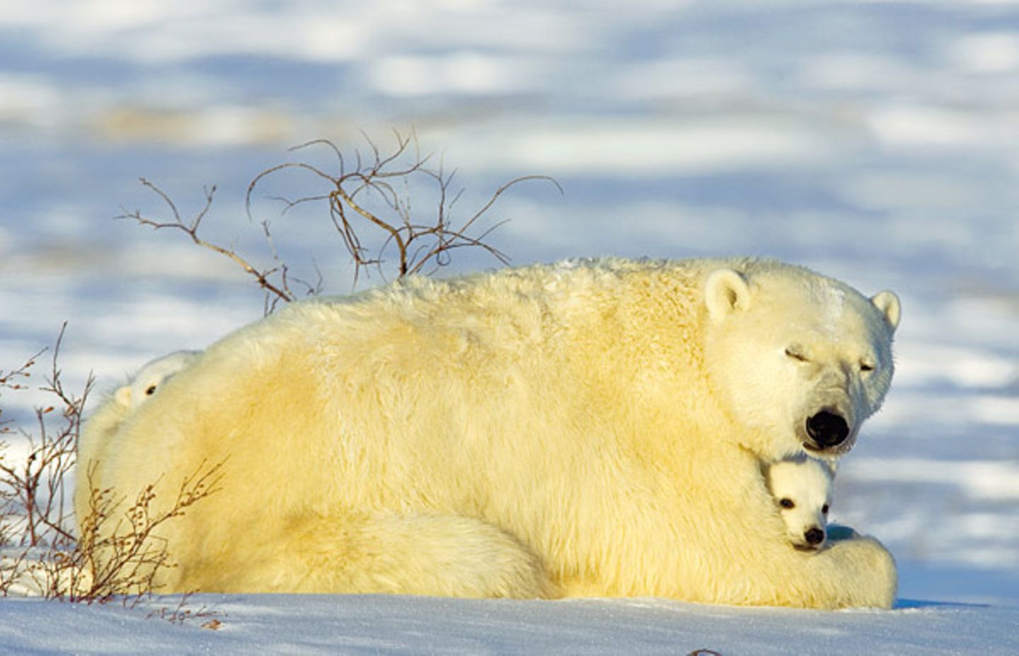 Fotostrecke Eisbären: Familienglück im Schnee