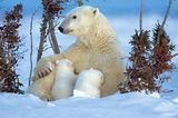 Fotostrecke Eisbären: Familienglück im Schnee - Bild 2