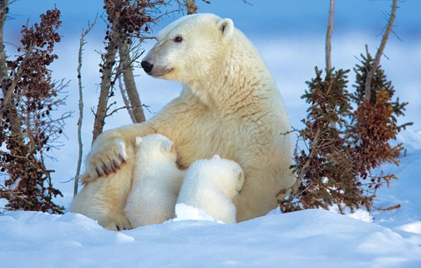 Fotostrecke Eisbären: Familienglück im Schnee - Bild 2