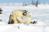 Fotostrecke Eisbären: Familienglück im Schnee - Bild 3