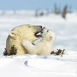 Fotostrecke Eisbären: Familienglück im Schnee - Bild 3