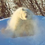 Fotostrecke Eisbären: Familienglück im Schnee - Bild 4