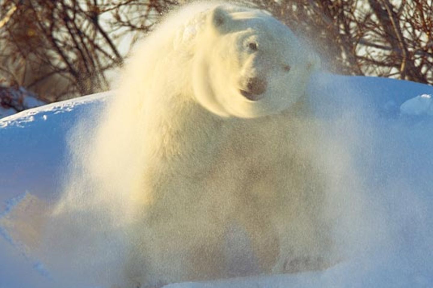 Wie Viel Wiegt Ein Eisbär