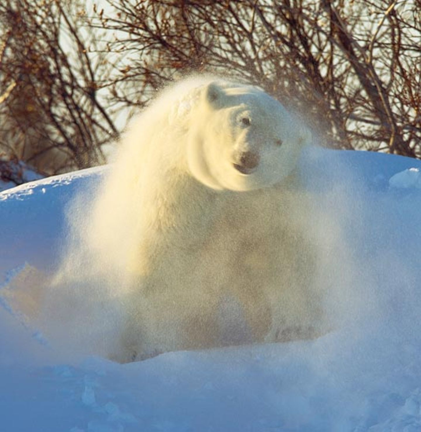 Fotostrecke Eisbären: Familienglück im Schnee - Bild 4
