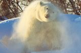 Fotostrecke Eisbären: Familienglück im Schnee - Bild 4