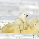 Fotostrecke Eisbären: Familienglück im Schnee - Bild 5