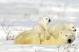 Fotostrecke Eisbären: Familienglück im Schnee - Bild 5