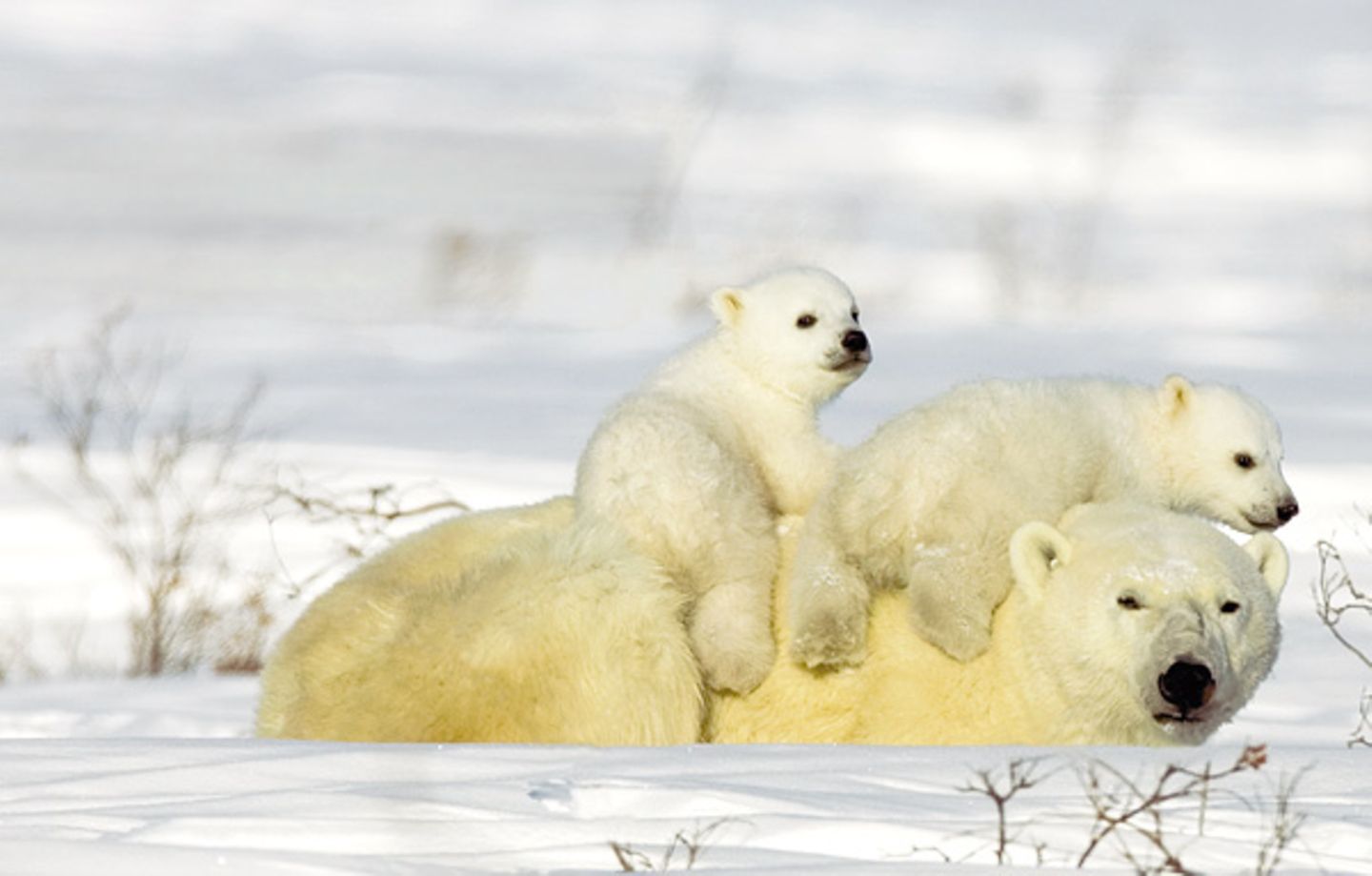 Fotostrecke Eisbären: Familienglück im Schnee - Bild 5
