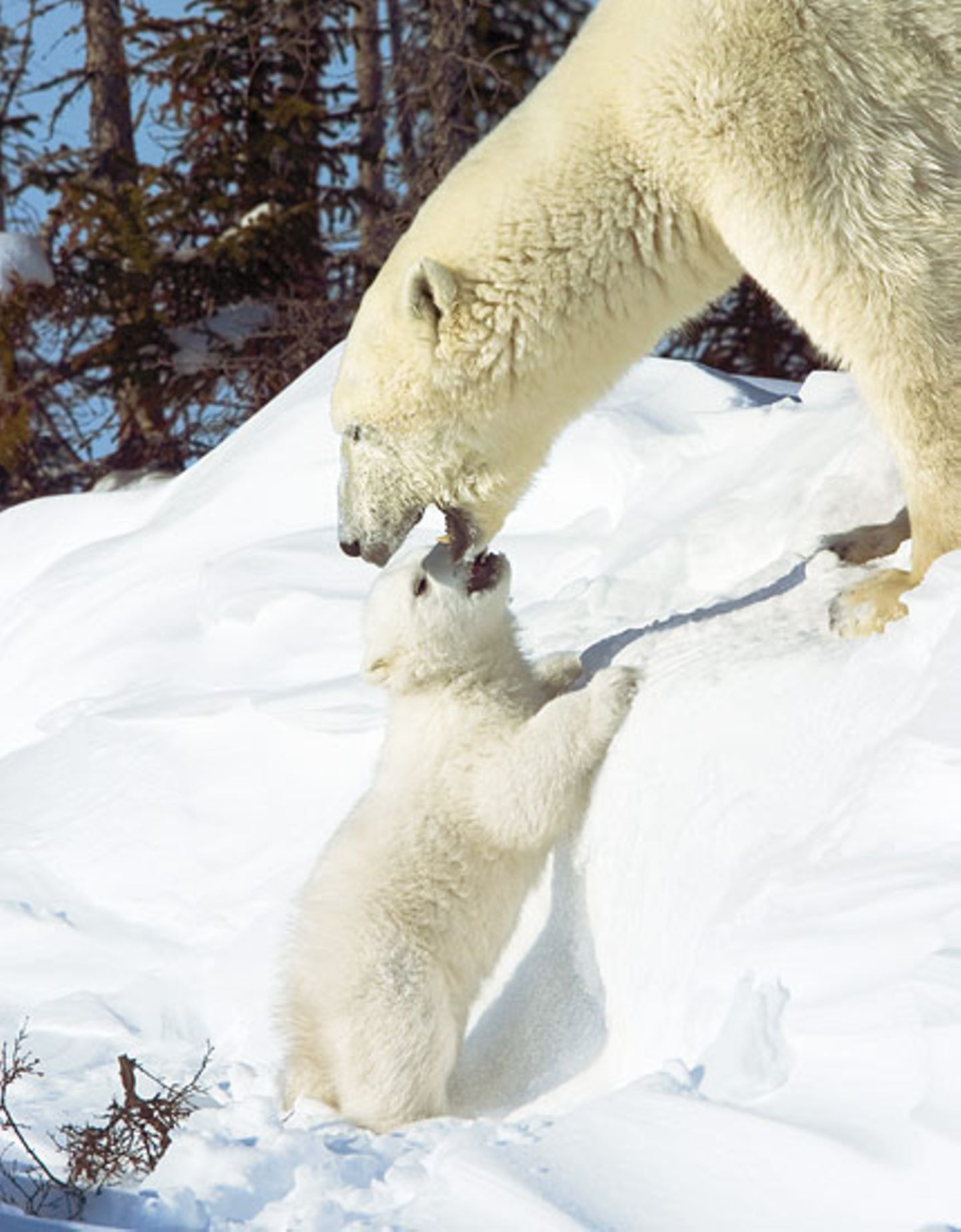 Fotostrecke Eisbären: Familienglück im Schnee - Bild 6