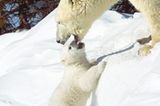 Fotostrecke Eisbären: Familienglück im Schnee - Bild 6