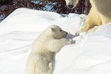 Fotostrecke Eisbären: Familienglück im Schnee - Bild 7