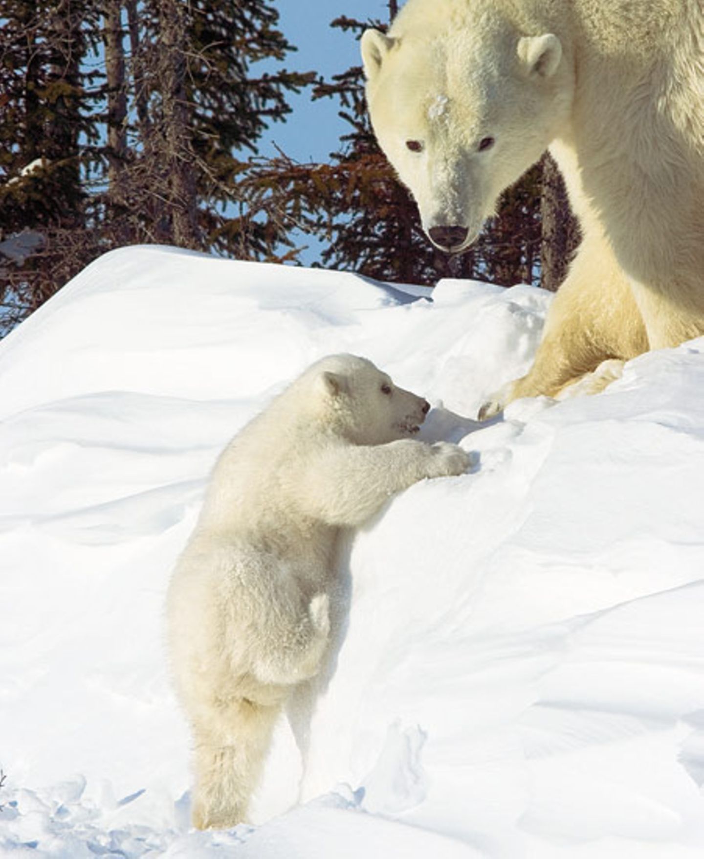 Fotostrecke Eisbären: Familienglück im Schnee - Bild 7