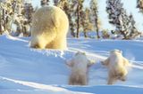 Fotostrecke Eisbären: Familienglück im Schnee - Bild 8