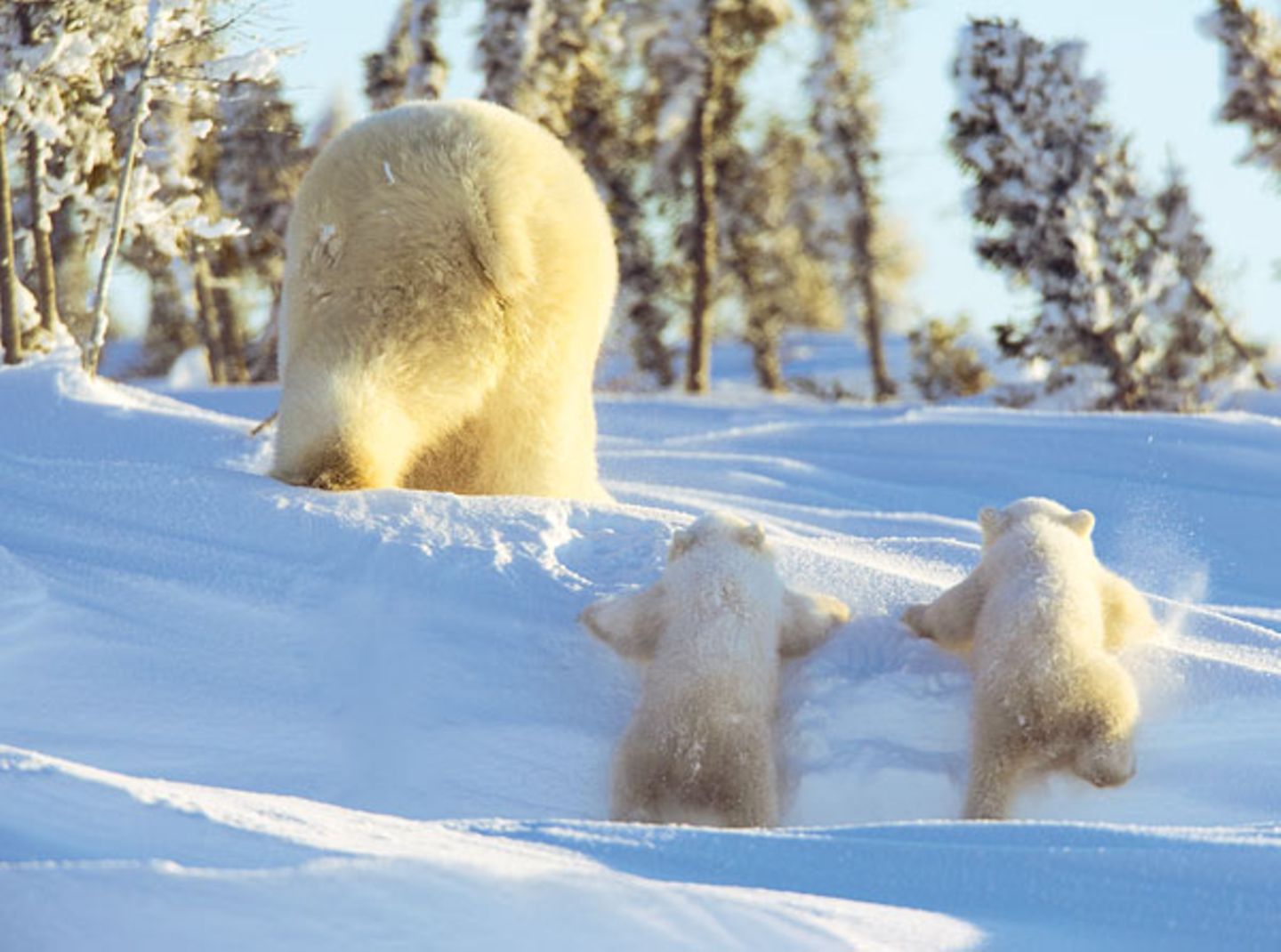 Fotostrecke Eisbären: Familienglück im Schnee - Bild 8